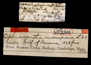 Media type: image;   Invertebrate Zoology OPH-1956 Description: Handwritten labels for this specimen included in the specimen tray.;  Aspect: labels